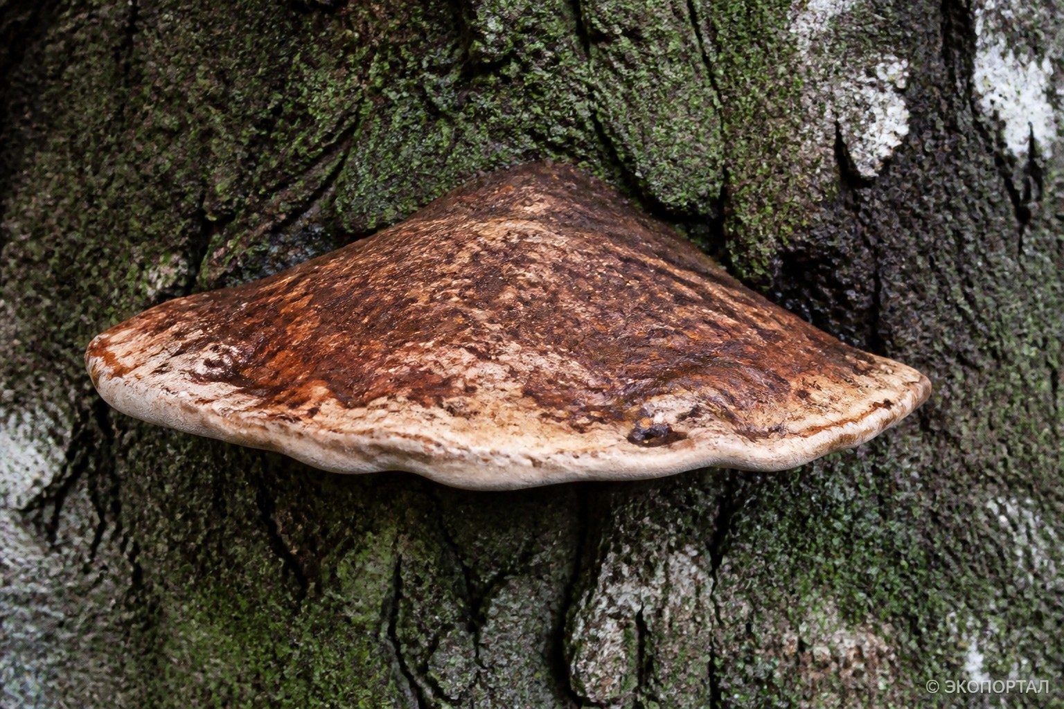 Hypocreopsis amplectens