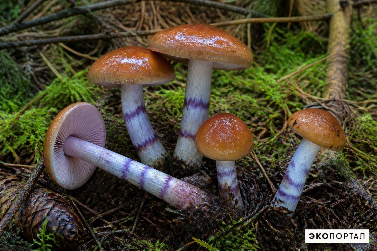 Паутинник пачкающий