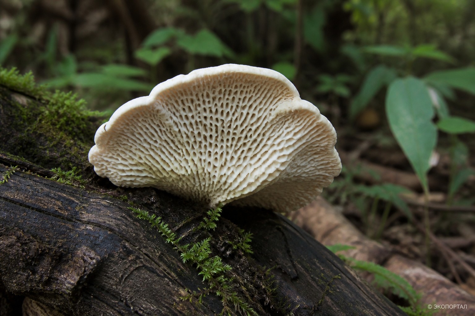 Podoserpula miranda
