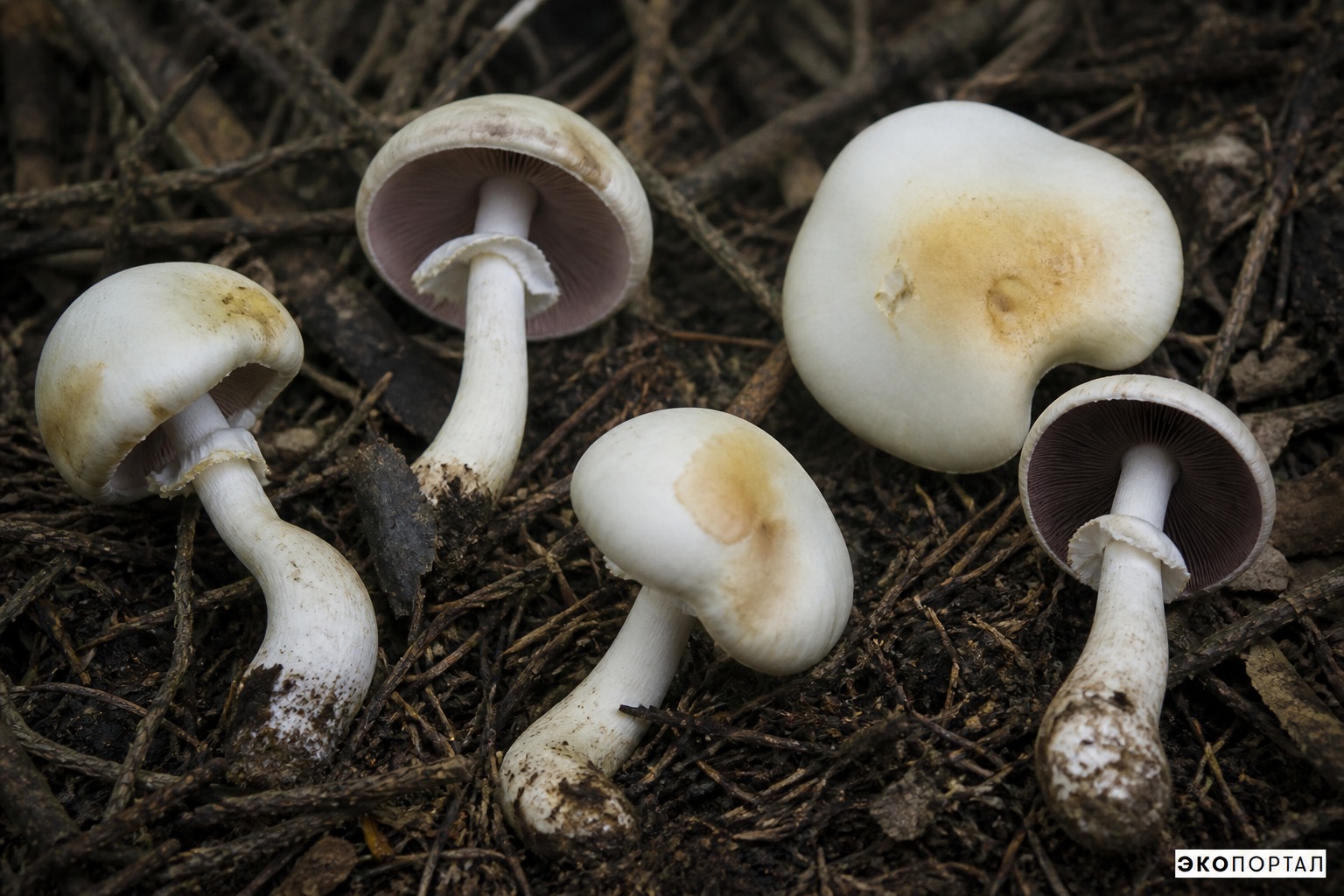 Шампиньон кривой