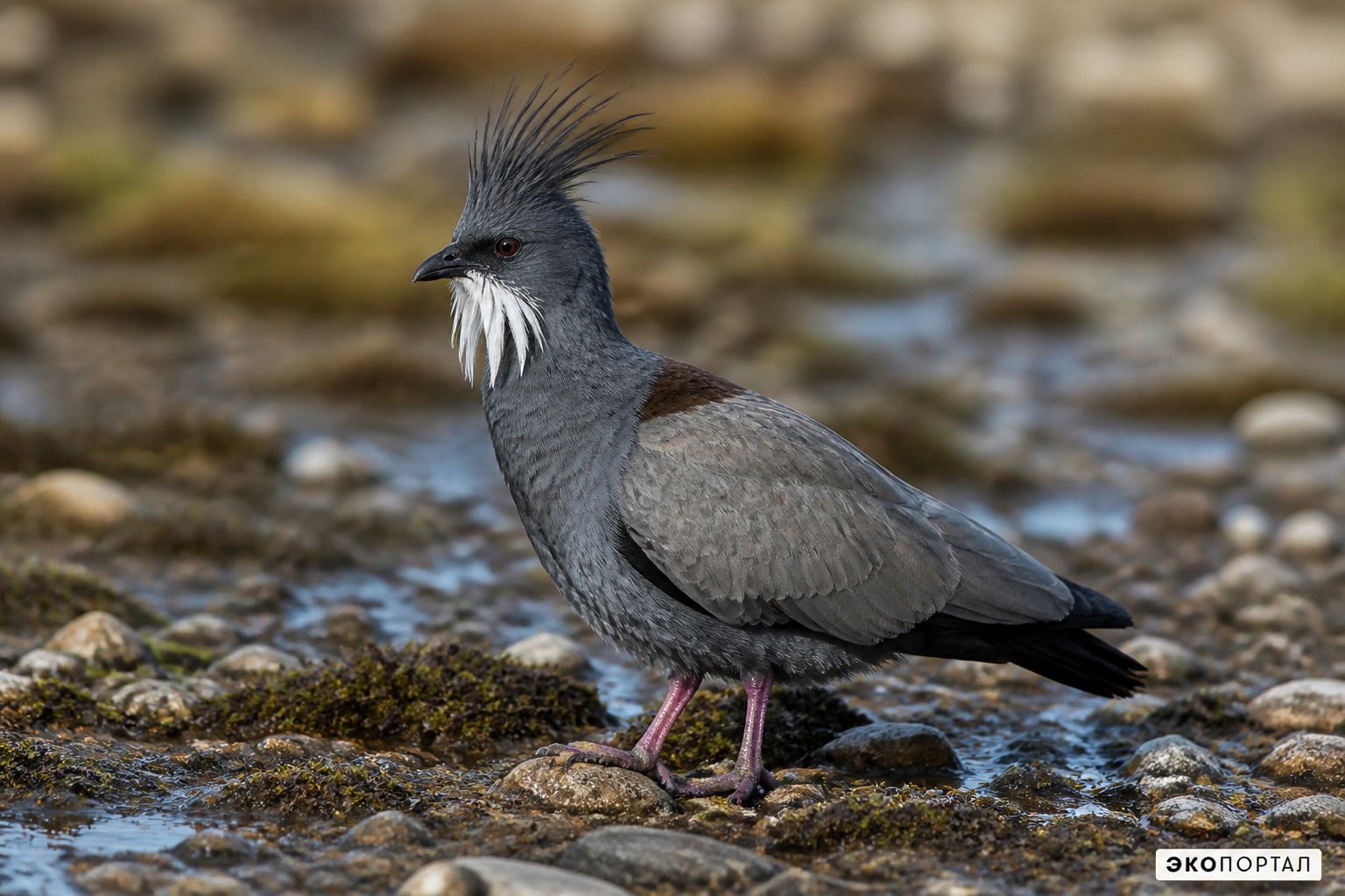 Хохлатый старик