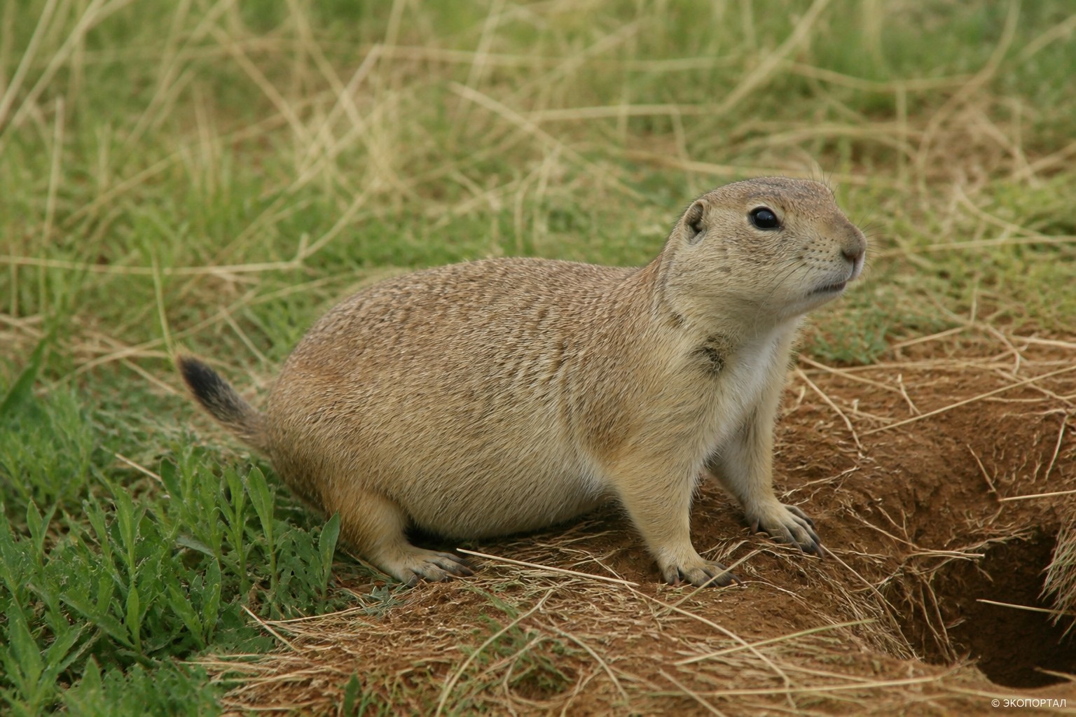 Ютасская луговая собачка