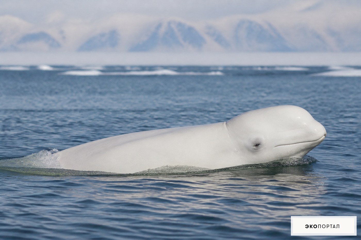 Белуха в арктическом море