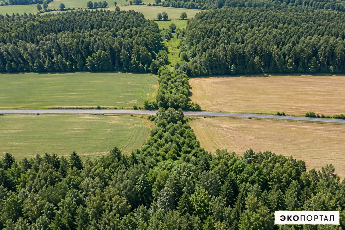 Лесной экологический коридор между разделёнными участками