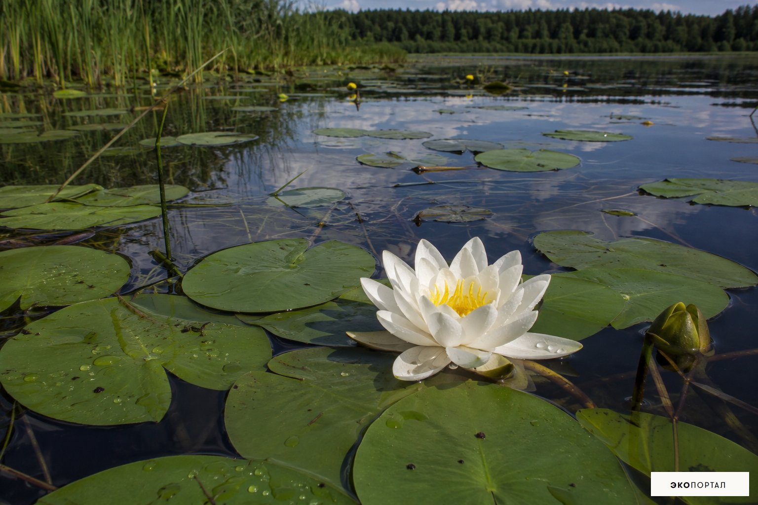 Кувшинка белая (Водяная лилия)