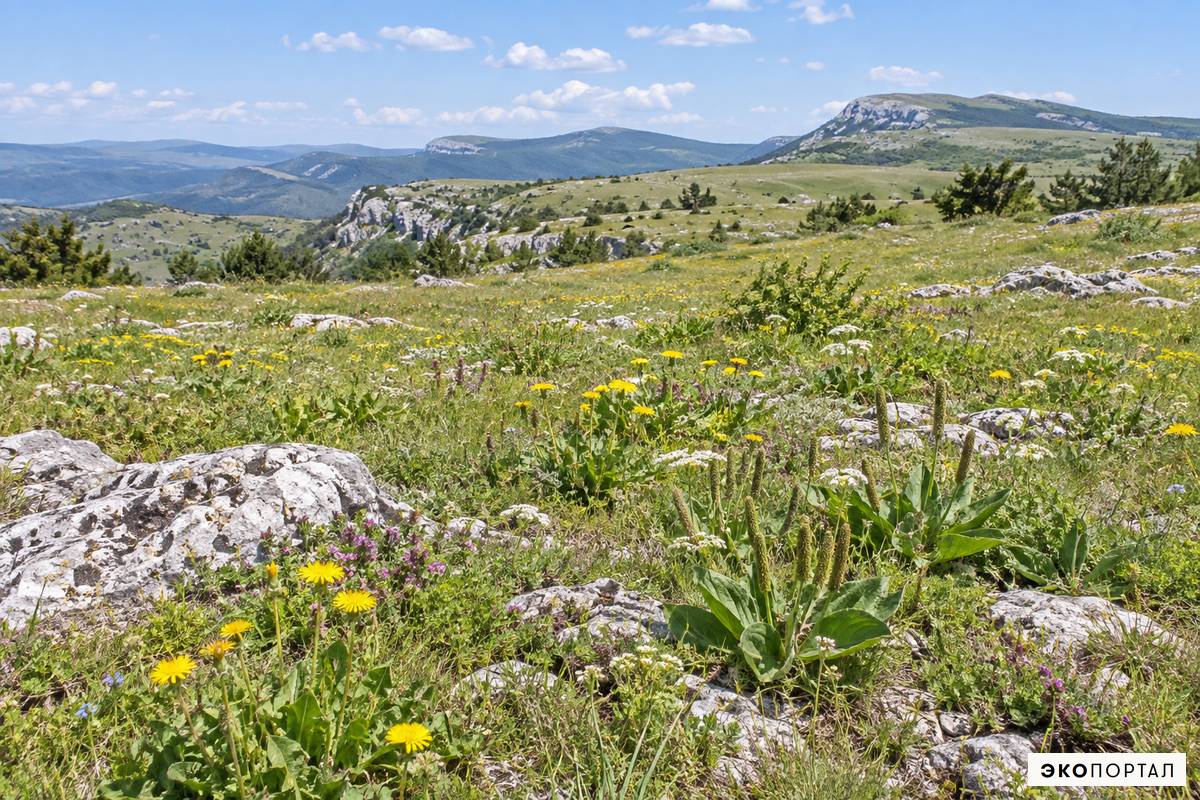 Открытые лугово-степные участки горного плато Крыма