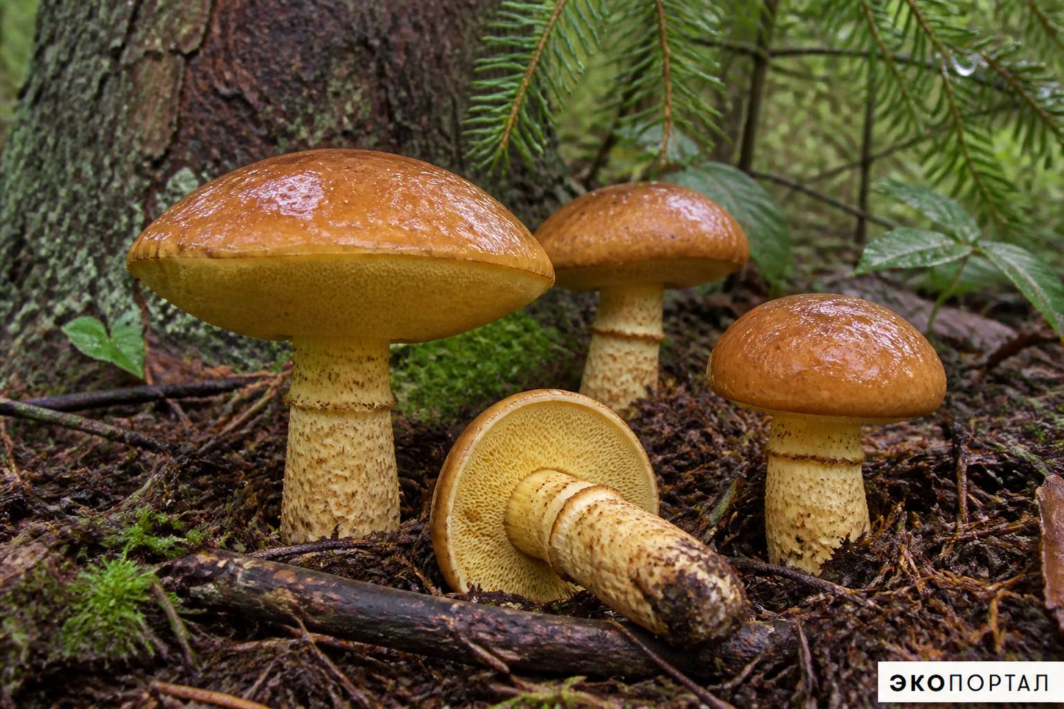 Маслёнок зернистый