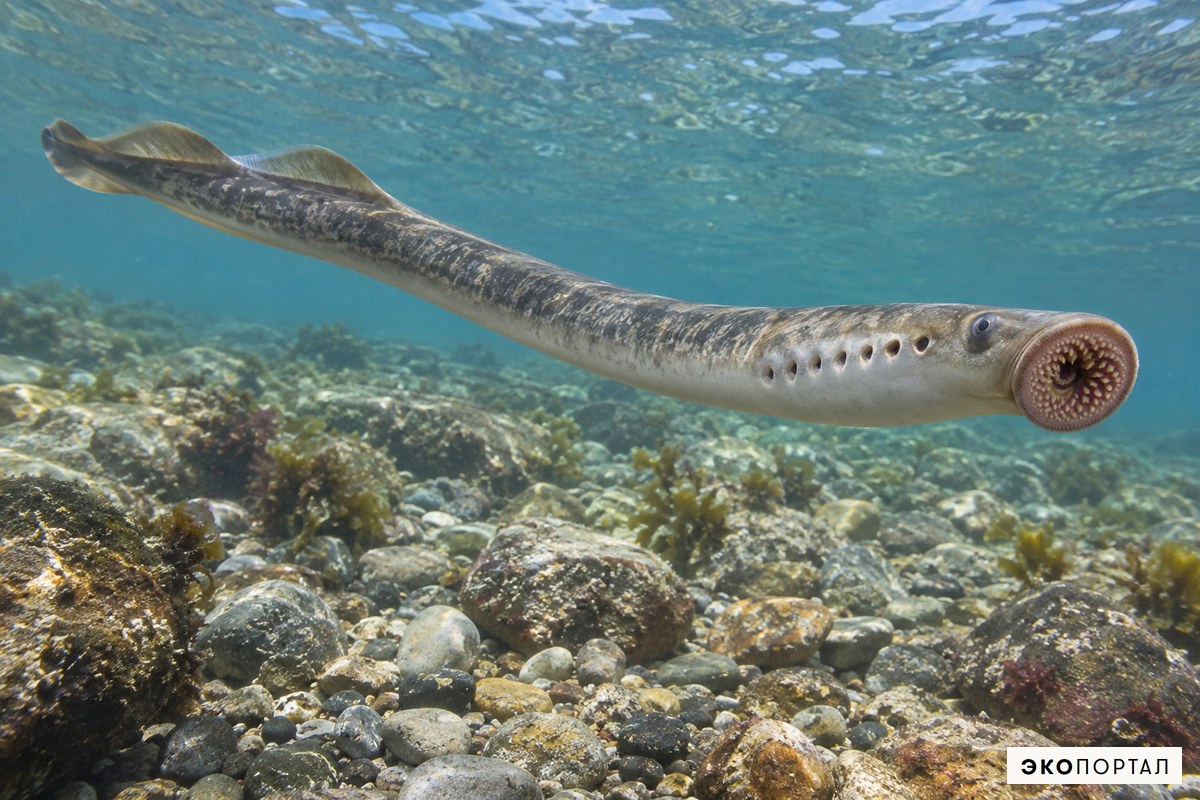 Морская минога