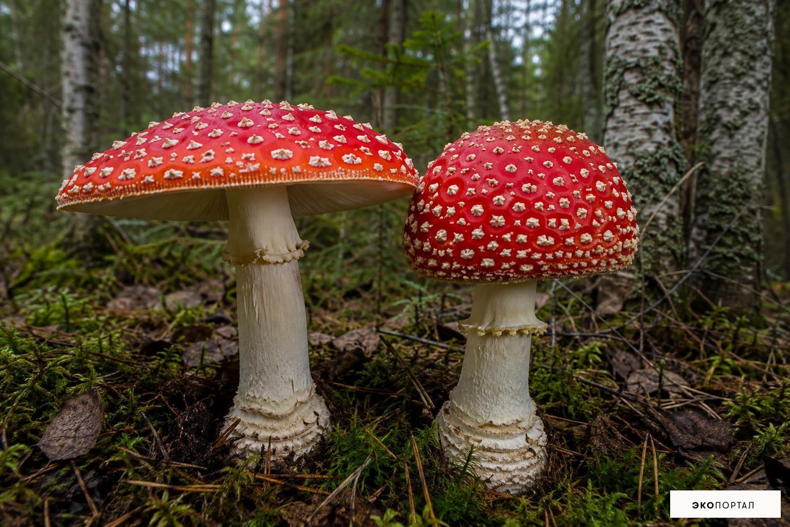 Мухомор красный