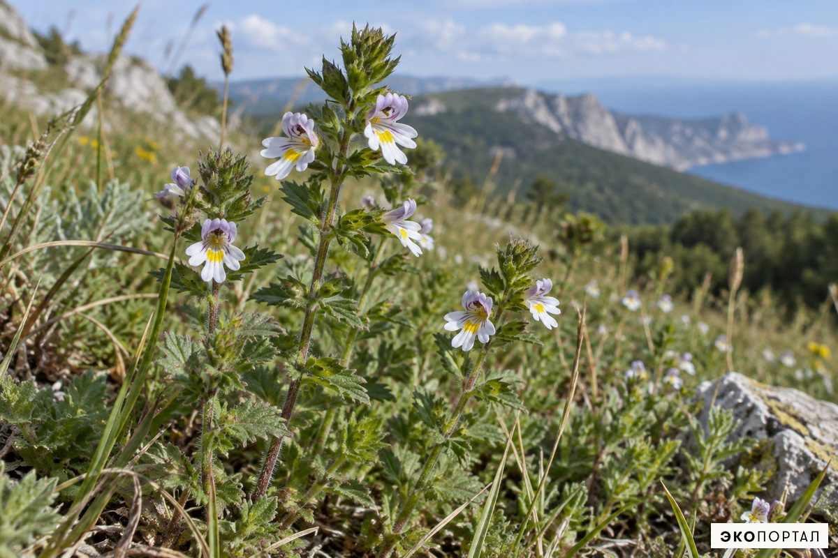 Очанка крымская — Красная книга Крыма