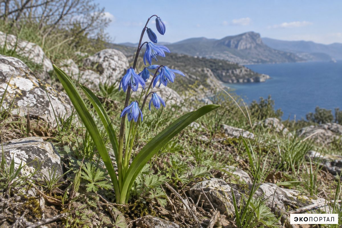 Пролеска сибирская — Красная книга Крыма