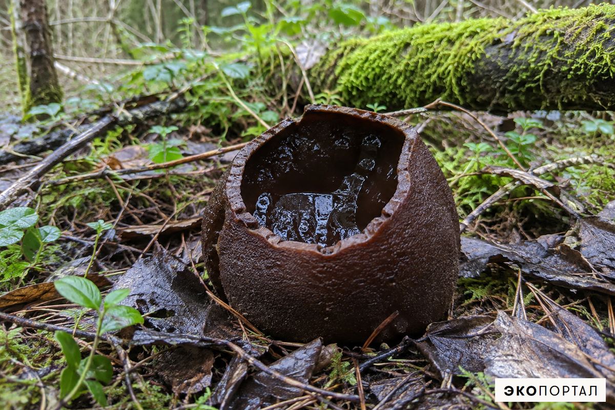 Саркосома шаровидная