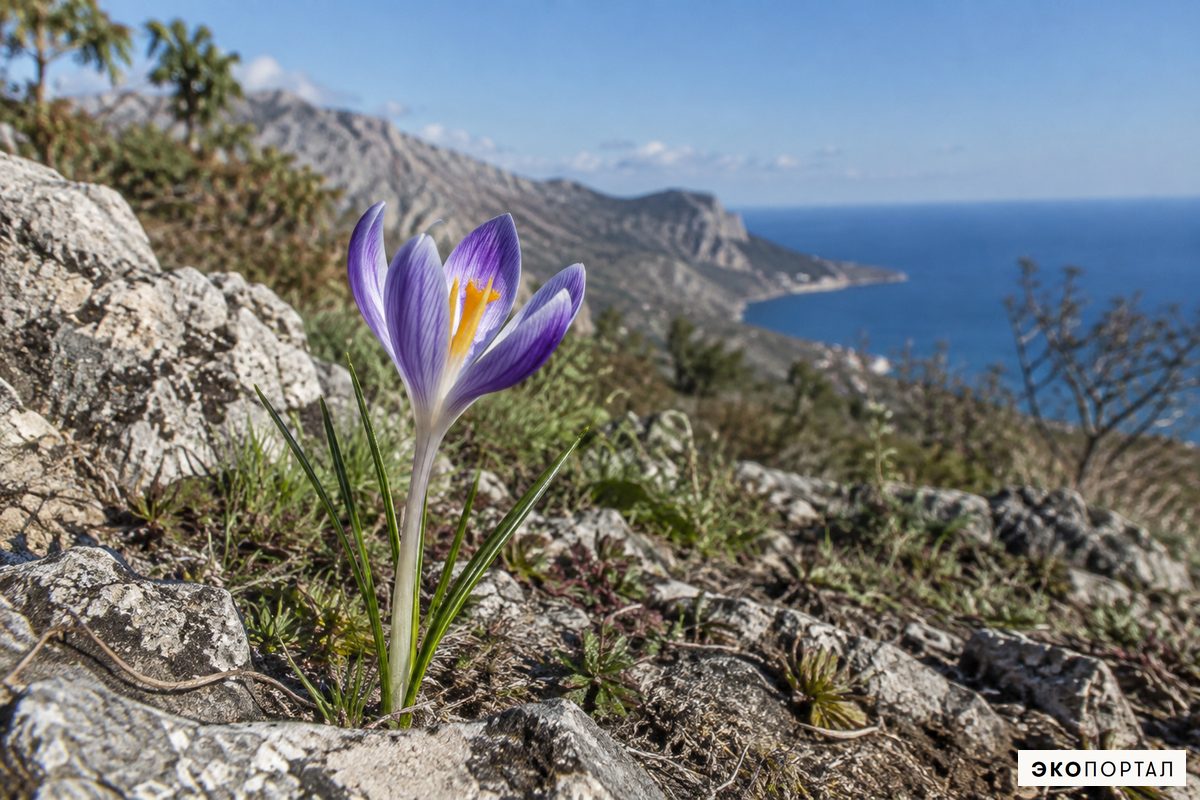 Шафран Адама — Красная книга Крыма
