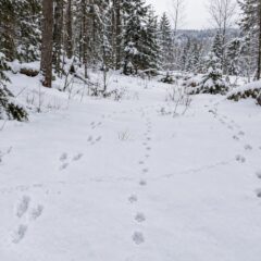 Следы животных на снегу