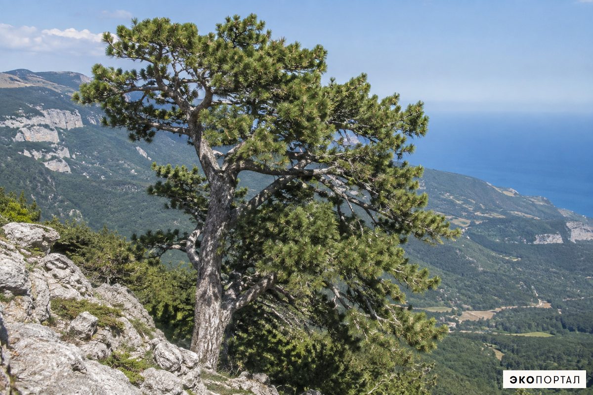 Сосна брутийская — Красная книга Крыма