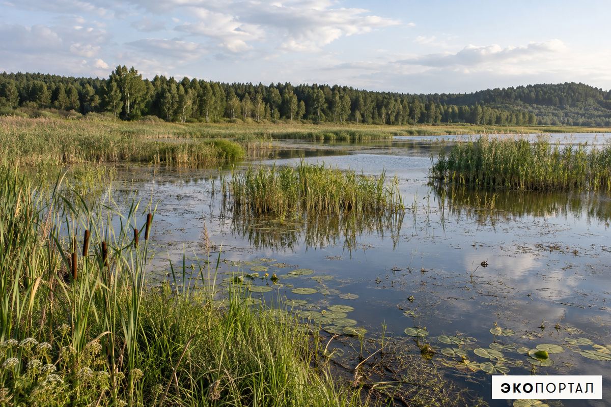 Водно-болотные угодья Кузбасса