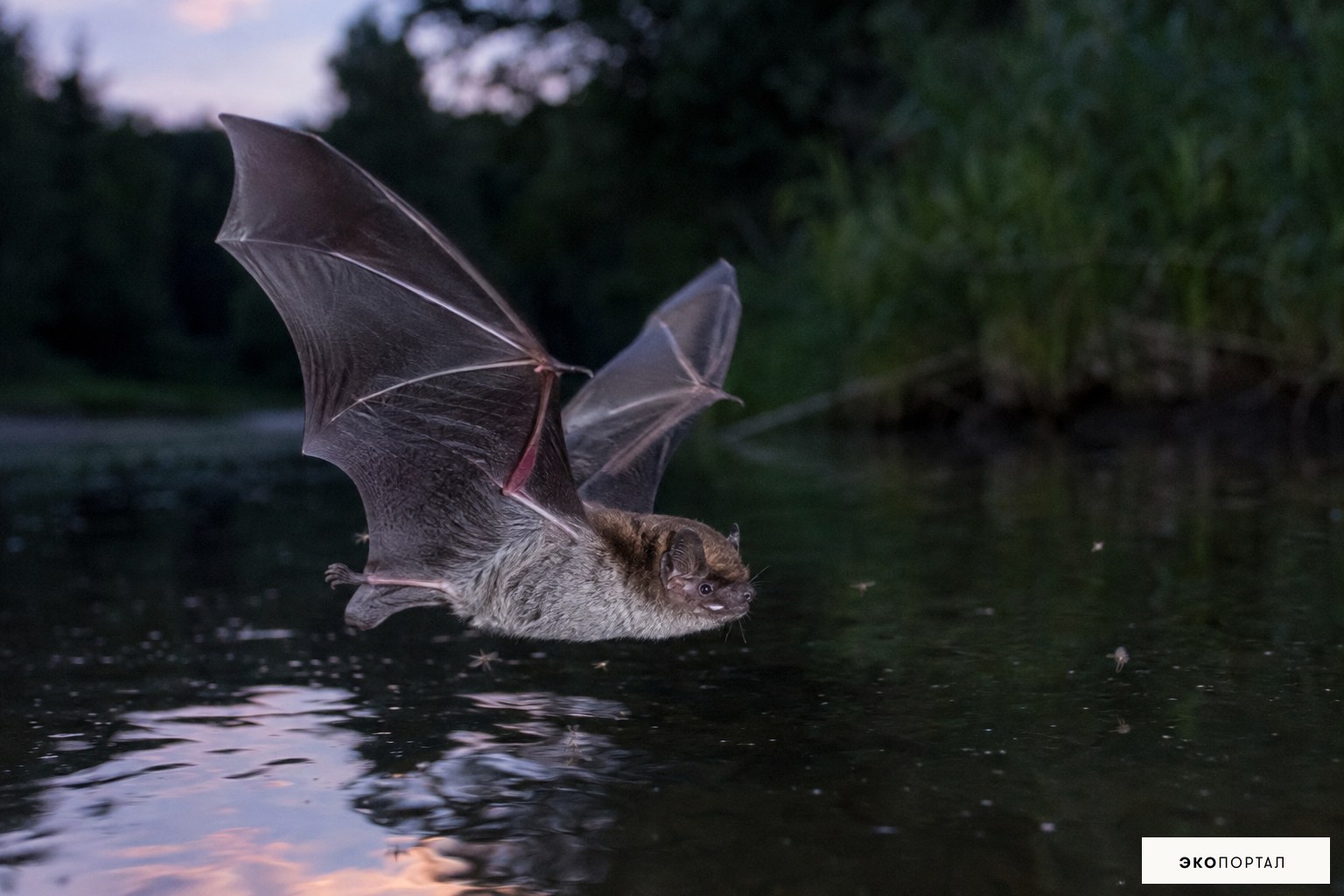 Водяная ночница