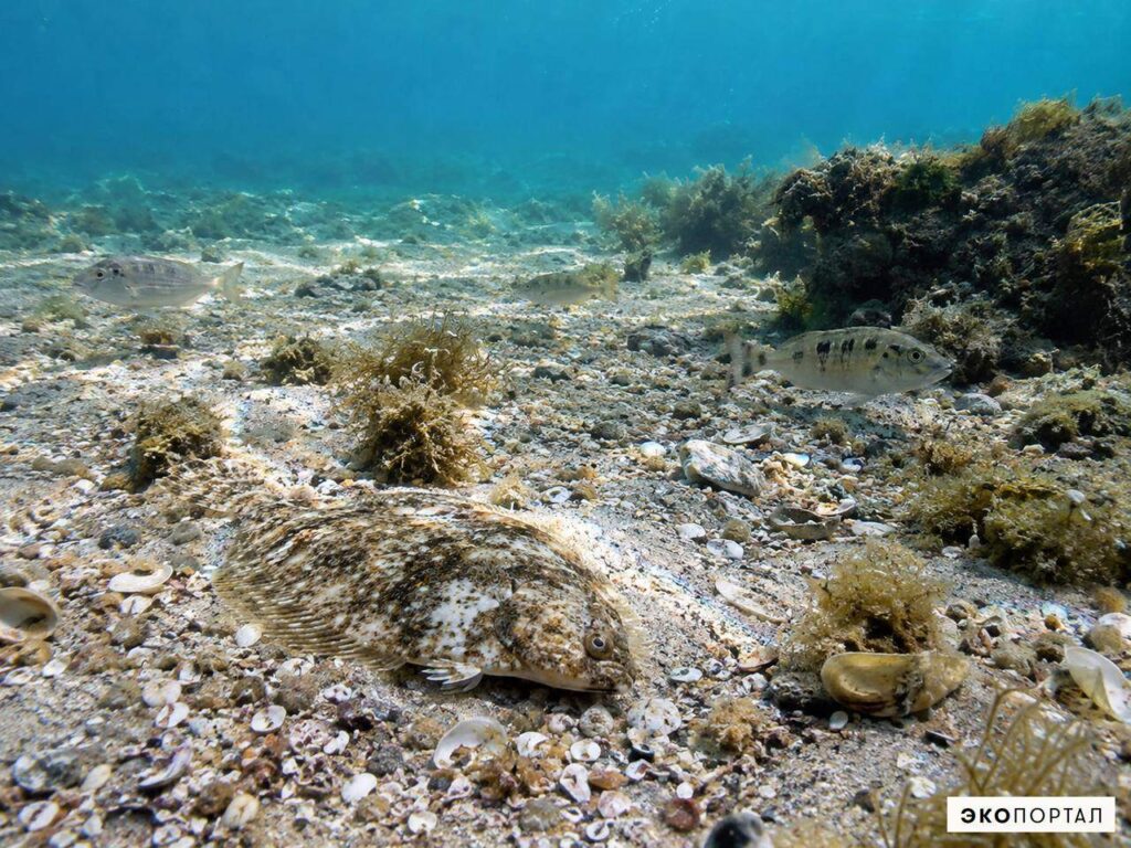 Донное сообщество Чёрного моря