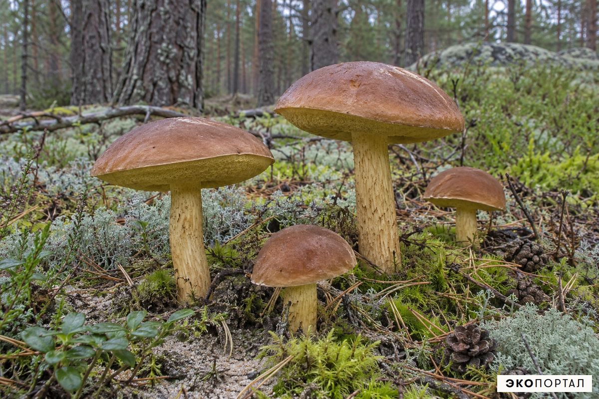 Козляк