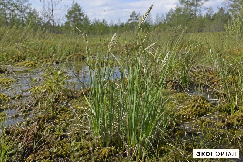 Осока белая