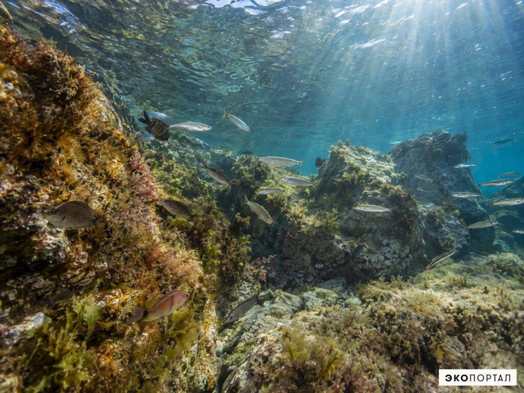 Рыбы у каменистого берега Чёрного моря