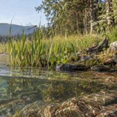 Водоём, берег и лес как связанные среды обитания