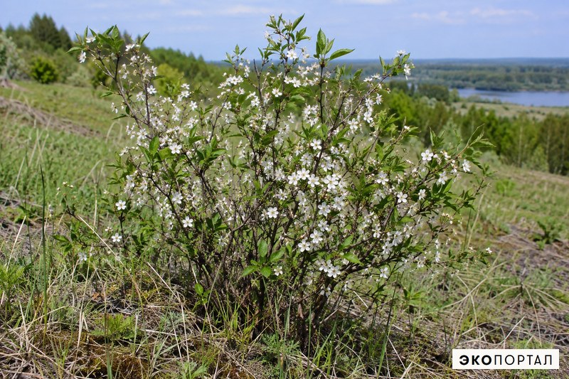 Вишня кустарниковая